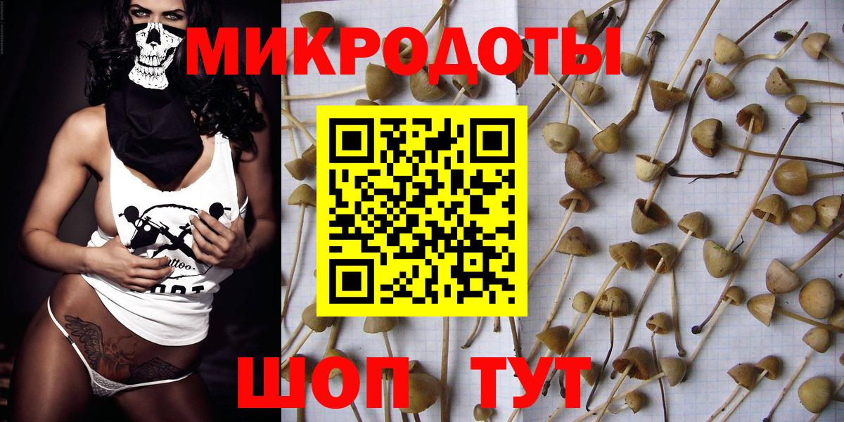 Псилоцибиновые грибы Psilocybe Новошахтинск